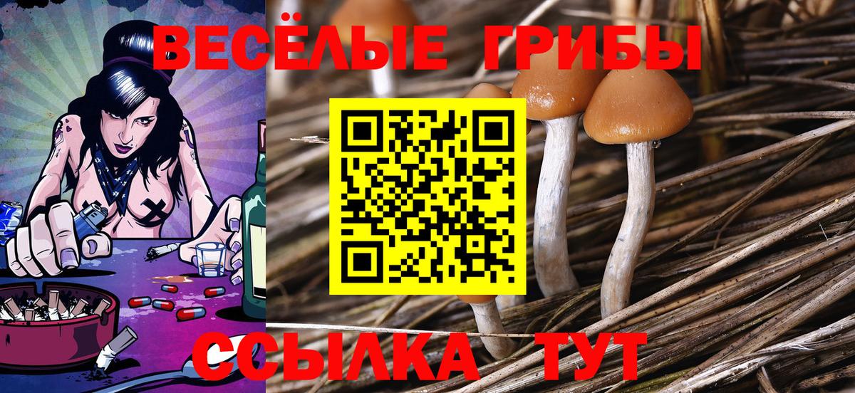 Кстово  Галлюциногенные грибы Cubensis  Псилоцибиновые грибы Cubensis  Вход с VPN 